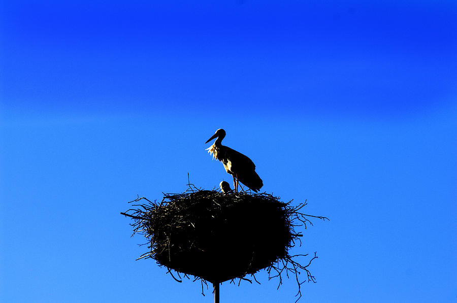 Stork Photograph - Storks by Denny Lorentzen