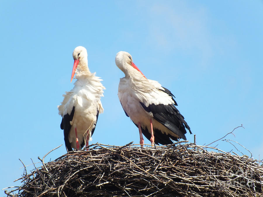 Stork Photograph - Storks Have returned by Ausra Huntington nee Paulauskaite