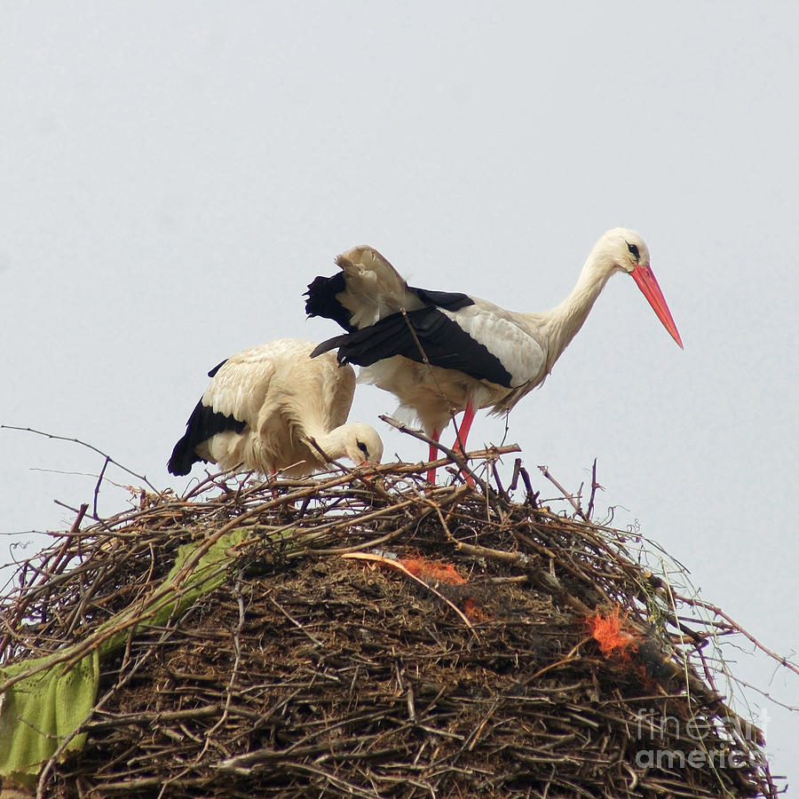 storks in Alcala de Henares 1 Photograph by Rudi Prott