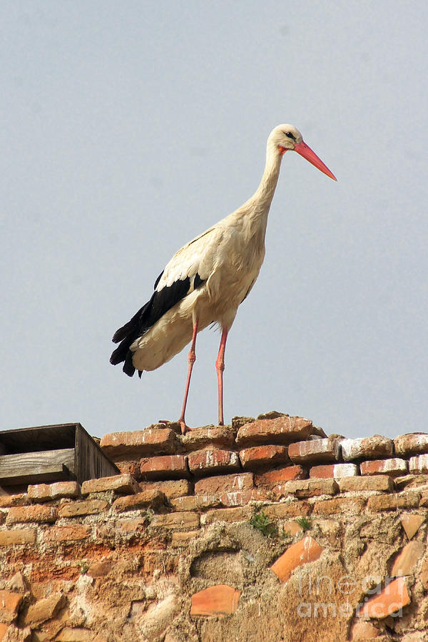 storks in Alcala de Henares 3 Photograph by Rudi Prott