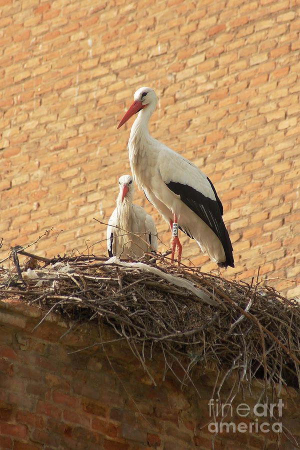 storks in Alcala de Henares 4 Photograph by Rudi Prott