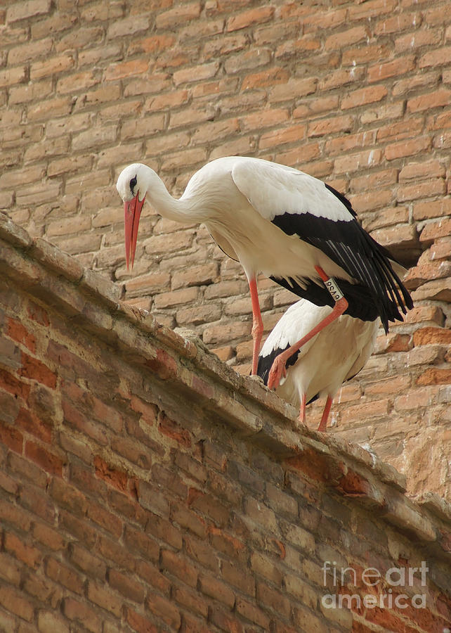 storks in Alcala de Henares 5 Photograph by Rudi Prott