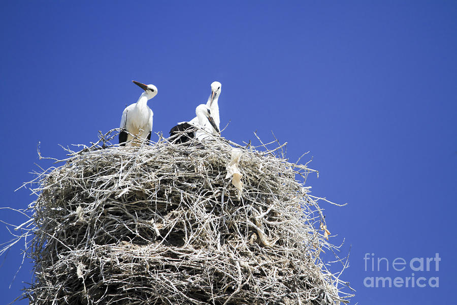 Storks Nesting  Photograph by Vladi Alon