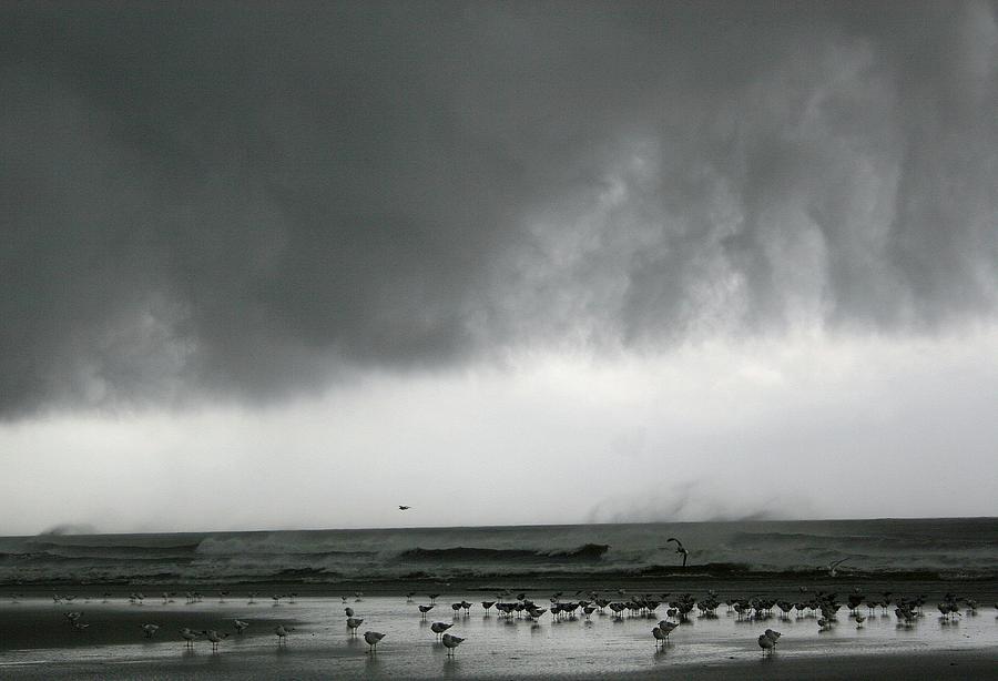 Beach Photograph - Storm Beach and Birds 1 by Bob Richter