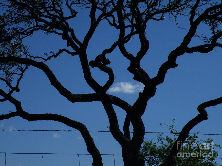 Tree Photograph - Storm Chaser by Joe Pratt