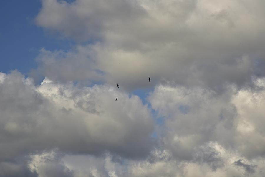 Storm Clouds and Three Buzzards Photograph by Linda Brody