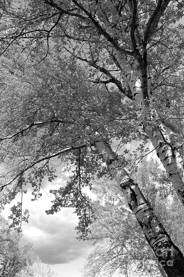 Storm over the Cottonwood Trees - Black and White Photograph by Carol Groenen