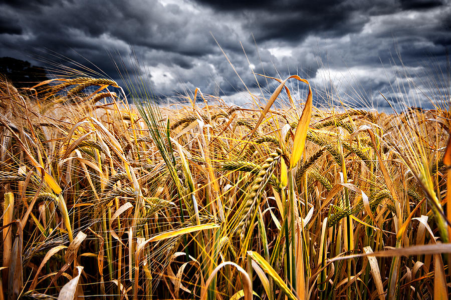 Storm Over Wheat Photograph by Meirion Matthias