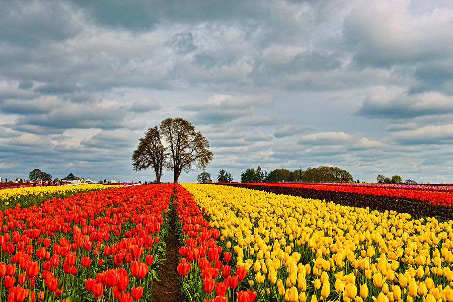 Storm over Wooden Shoe Tulip Farm Photograph by Peter Dang