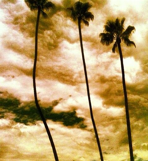 Palm Trees Photograph - Storm palms  by Natalya Karavay