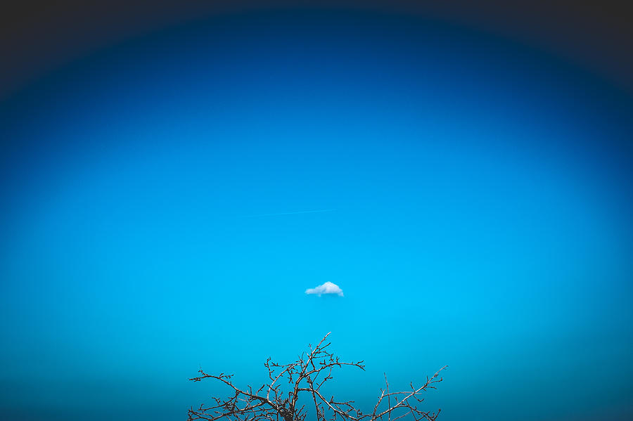 Tree Photograph - Storm Scout by Mihai Ilie