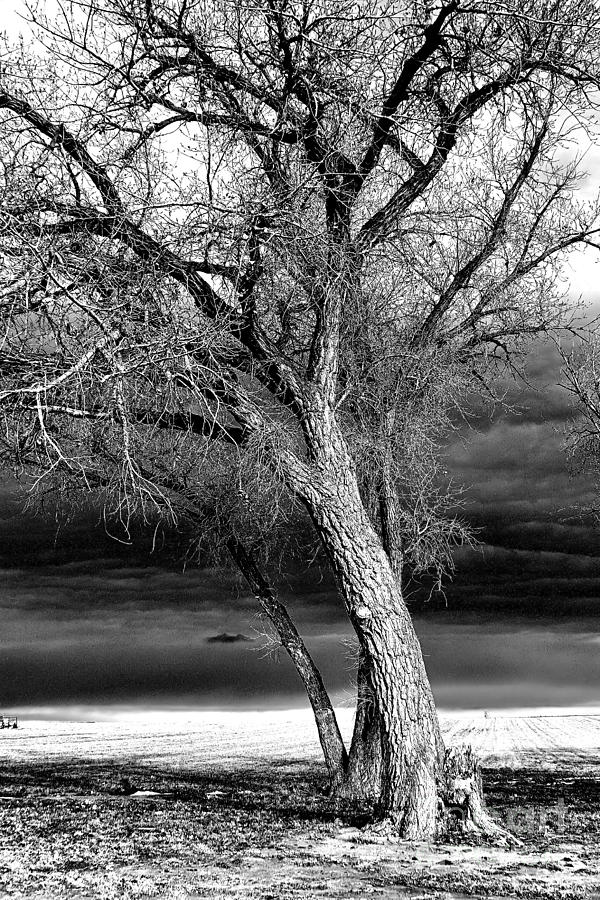 Storm Tree Photograph by Steven Reed
