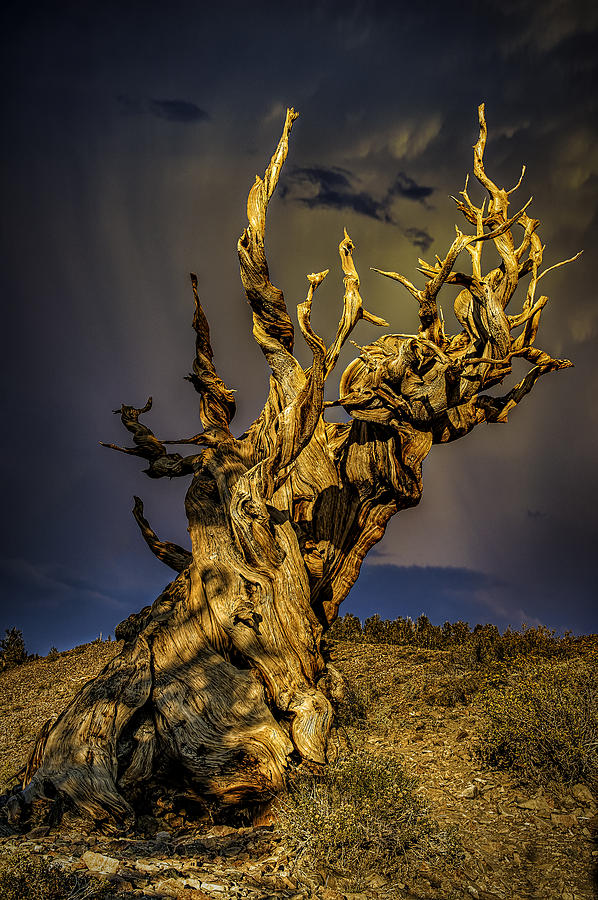 Mountain Photograph - Stormy Bristlecone by Donna  Futrell