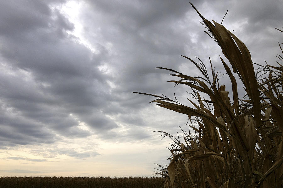 Corn Photograph - Stormy Corn by Daniel Kasztelan