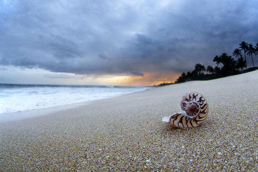 Sea Shells Photograph - Stormy Dawn by Sean Davey