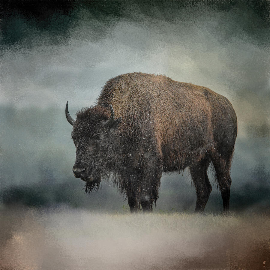 Animal Photograph - Stormy Day - Buffalo - Wildlife by Jai Johnson