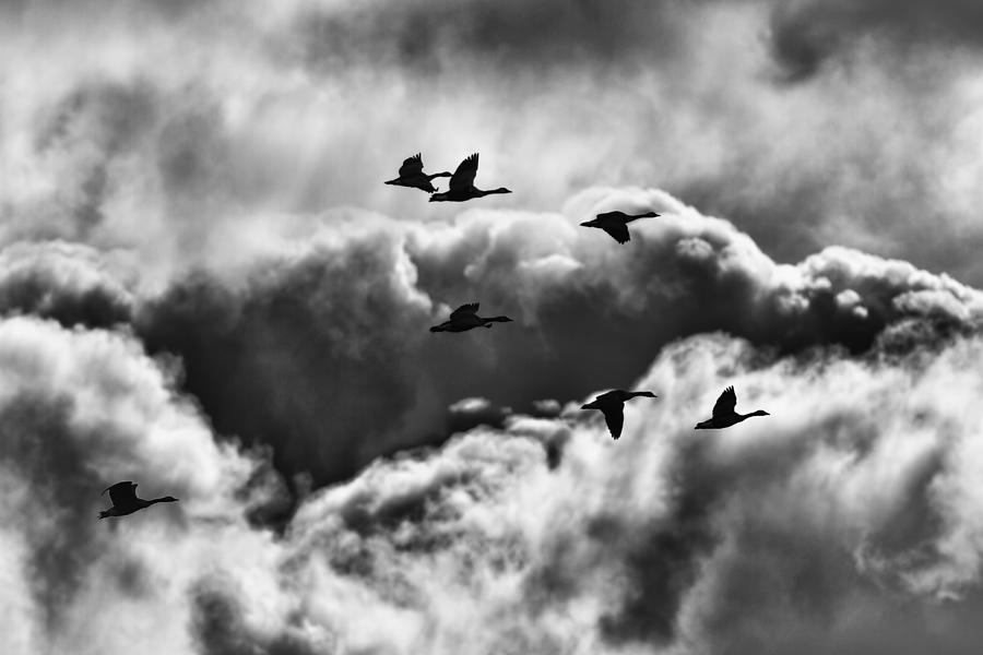Stormy Flight Photograph by Thomas Young