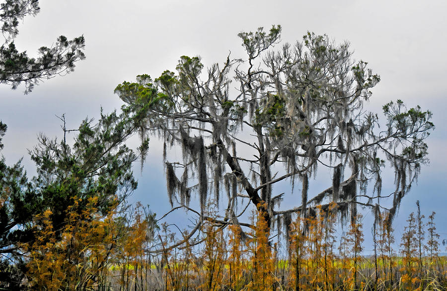 Stormy Marsh Cedar Tree Photograph by Ginger Wakem
