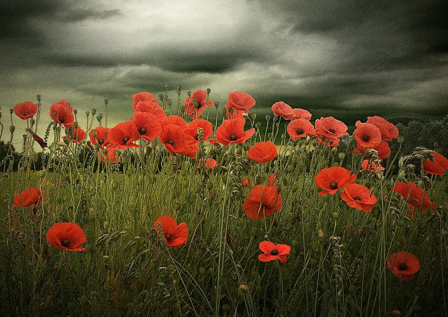 Stormy Poppies Photograph by Beatrice Myers - Fine Art America