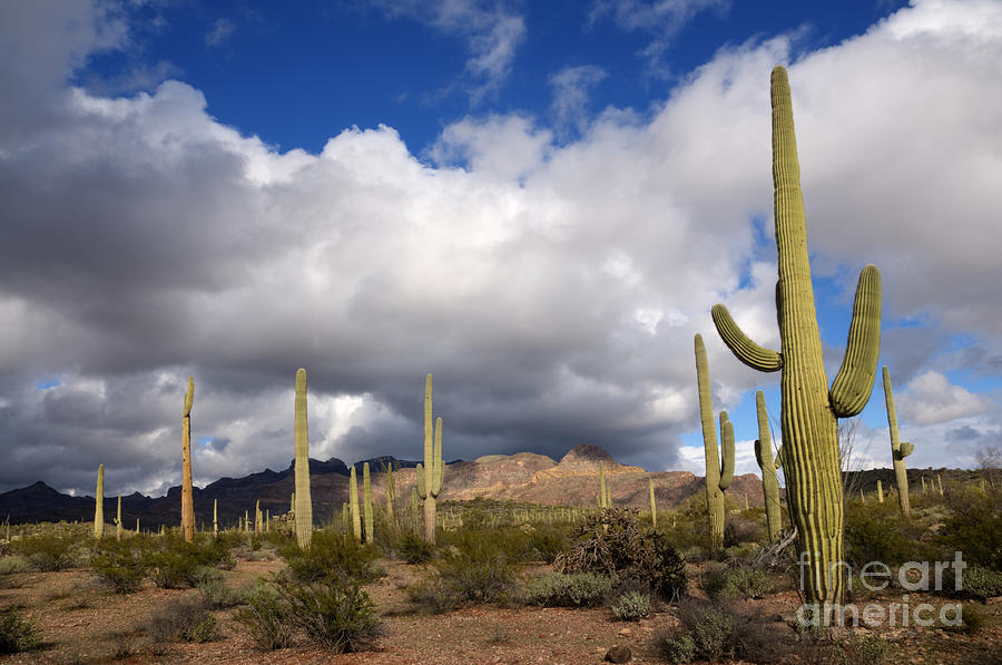 Stormy Skies over the Saguaro Photograph by Vivian Christopher