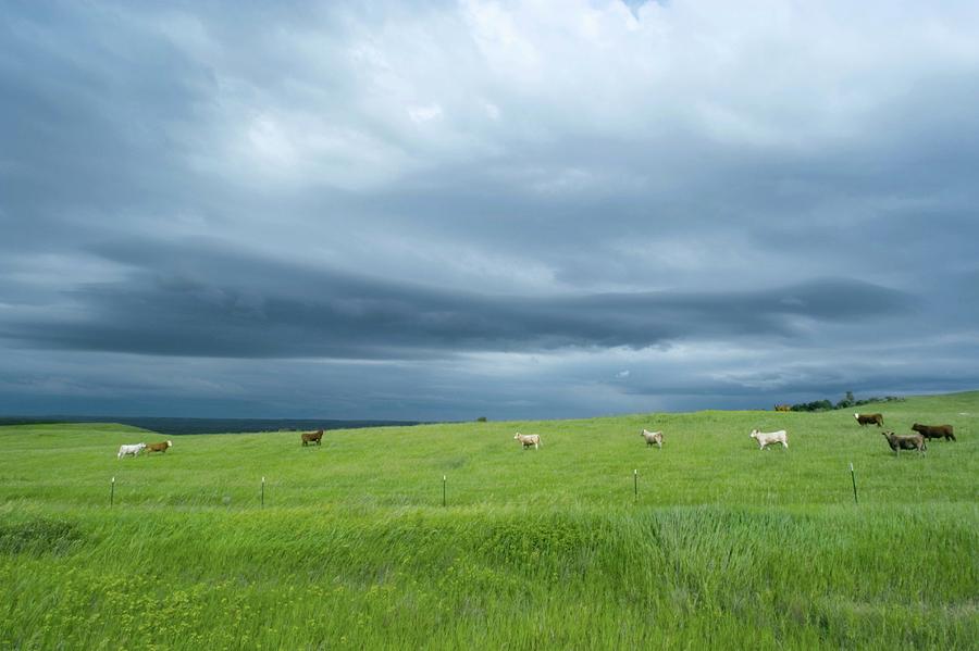 Stormy Sky Over Cattle In Fields Photograph by Jim Reed Photography/science Photo Library
