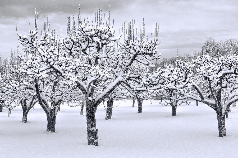 Stormy Snow Blossom Orchard Photograph by Marilyn Cornwell