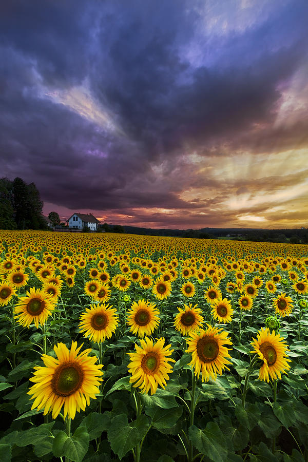 Stormy Sunrise Photograph by Debra and Dave Vanderlaan - Fine Art America