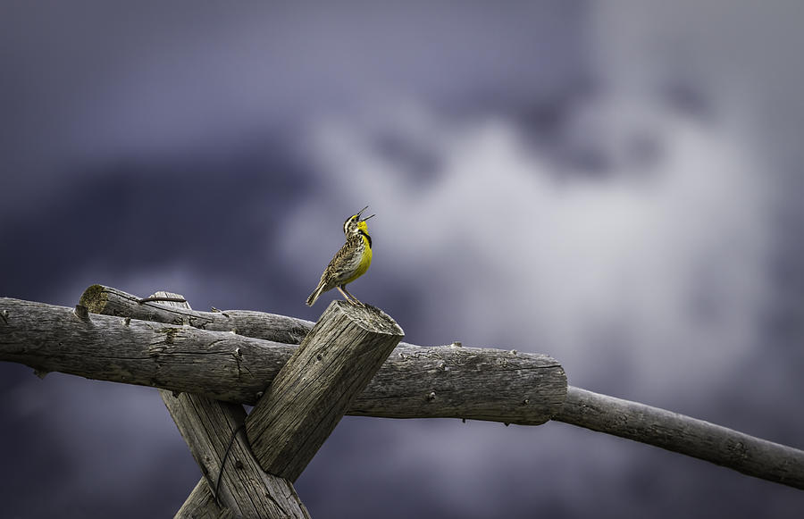 Western Meadowlark Photograph - Stormy Weather And A Sweet Song by Thomas Young