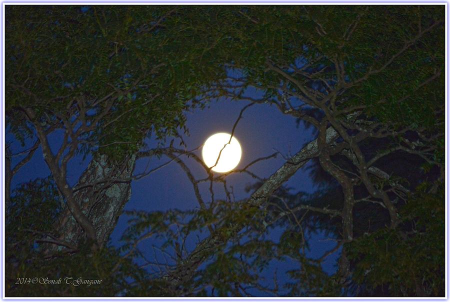 Luna Photograph - Story of Moon by Sonali Gangane