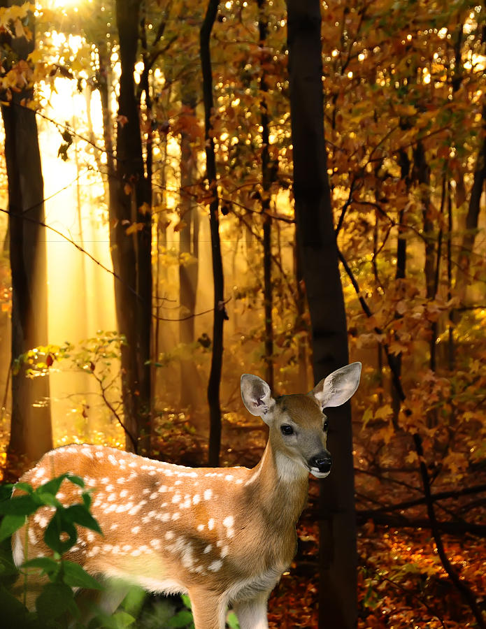 Storybook Bambi Photo Photograph by Randall Branham