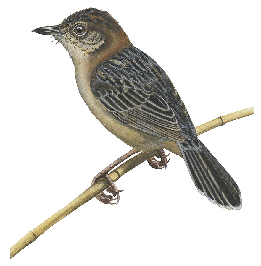 Bird Drawing - Stout cisticola by Anonymous