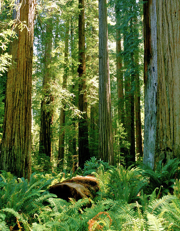 Stout Grove Coastal Redwoods Photograph by Ed Riche