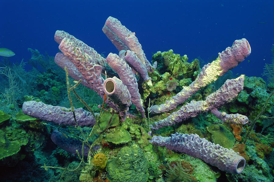 Stove-Pipe Sponge underwater Photograph by Comstock Images