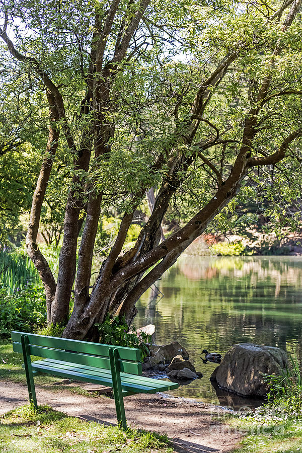 Stow Lake Bench Photograph by Kate Brown