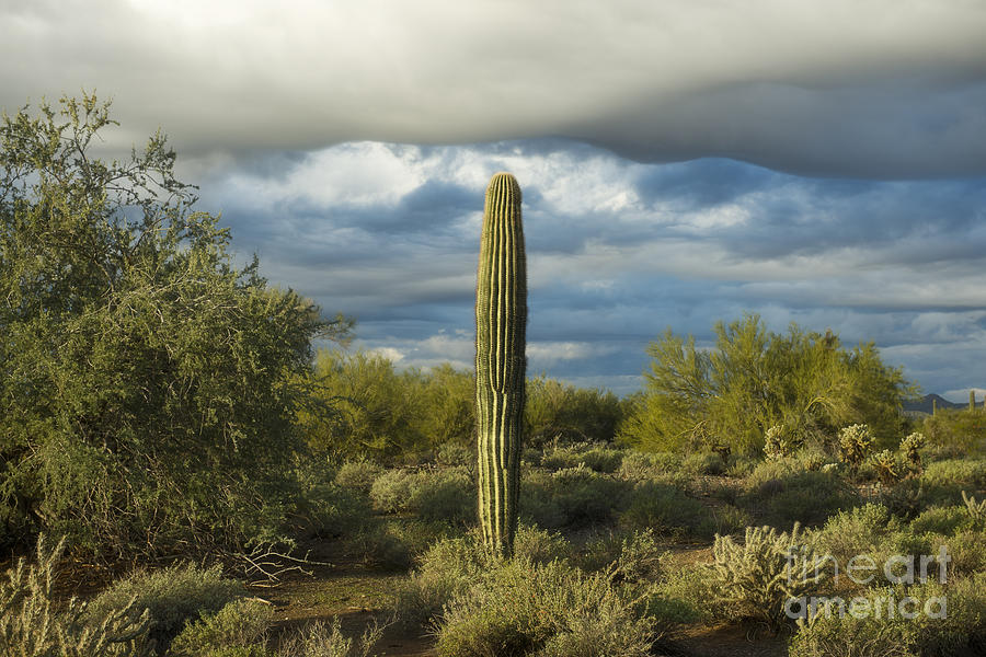 Straight Cactus Photograph by David Arment