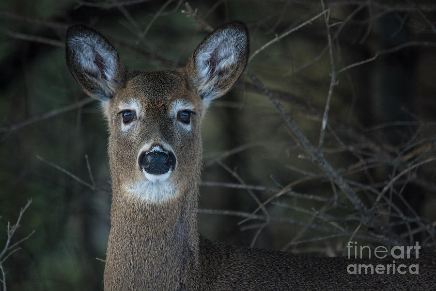 Straight-faced Deer Photograph by Cheryl Baxter - Fine Art America