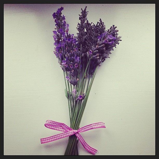 Lavender Photograph - Straight From The Garden 
#lavender by Hollie Vincent