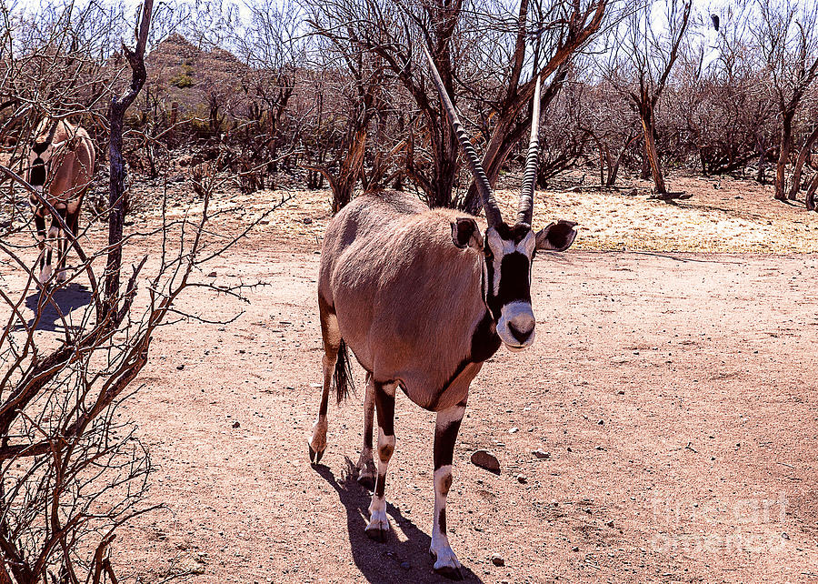 Nature Photograph - Straight Horned Oryx by Janice Pariza