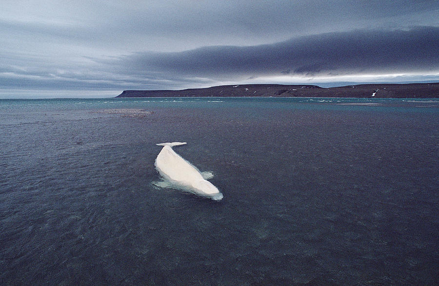 Stranded Beluga Whale Awaiting Incoming Photograph by Flip Nicklin