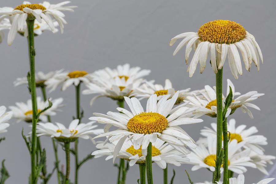Stranded Daisies Photograph