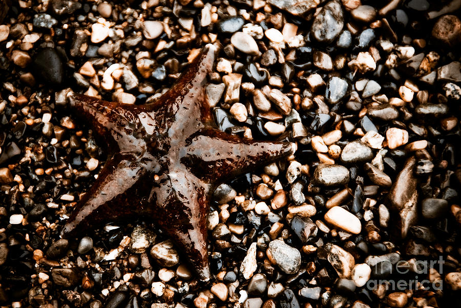Stranded Sea Star Photograph by Venetta Archer