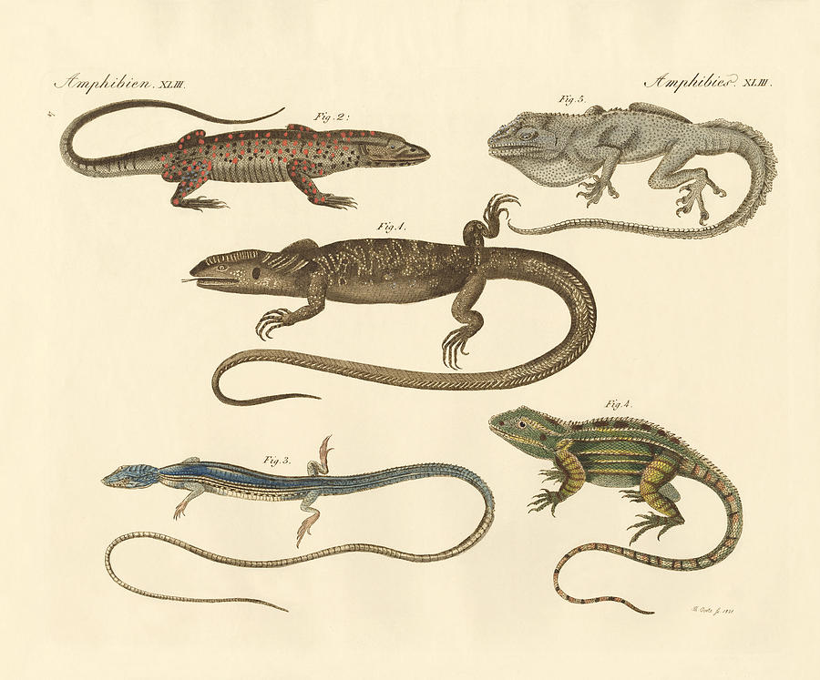 Reptile Drawing - Strange amphibians by Splendid Art Prints