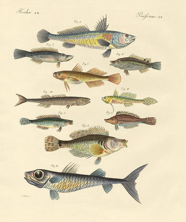 Fish Drawing - Strange and beautiful fish by Splendid Art Prints