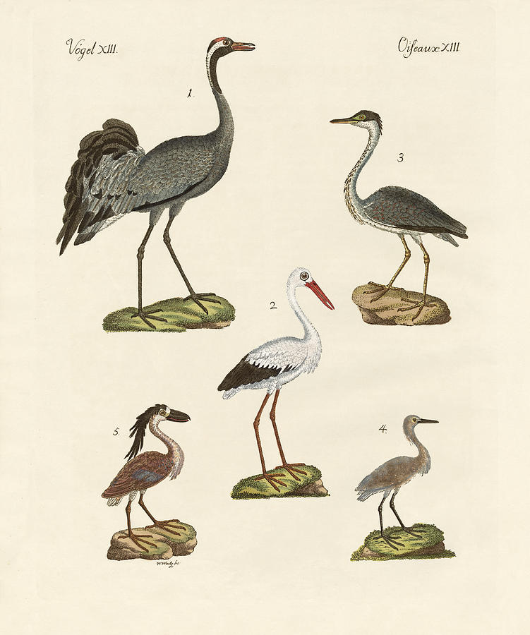 Crane Drawing - Strange beach birds by Splendid Art Prints