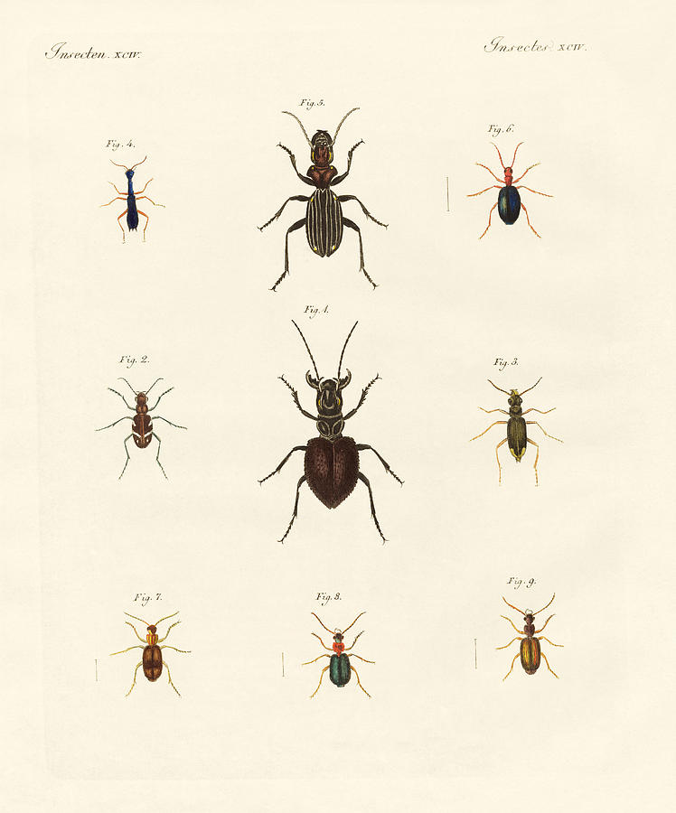 Strange beetles Drawing by Splendid Art Prints | Fine Art America