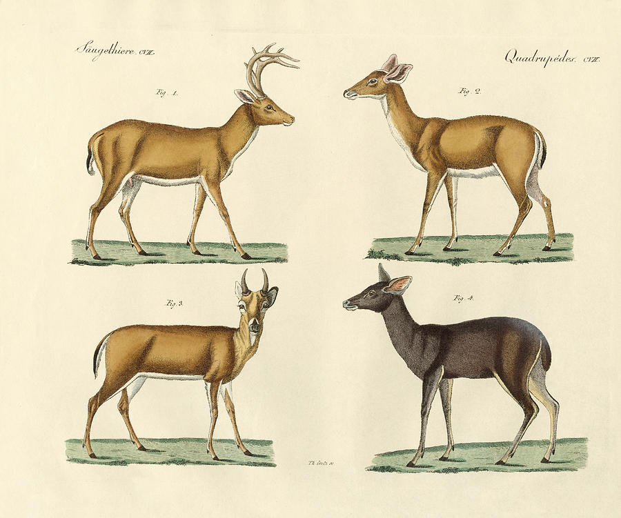 Deer Drawing - Strange deers by Splendid Art Prints