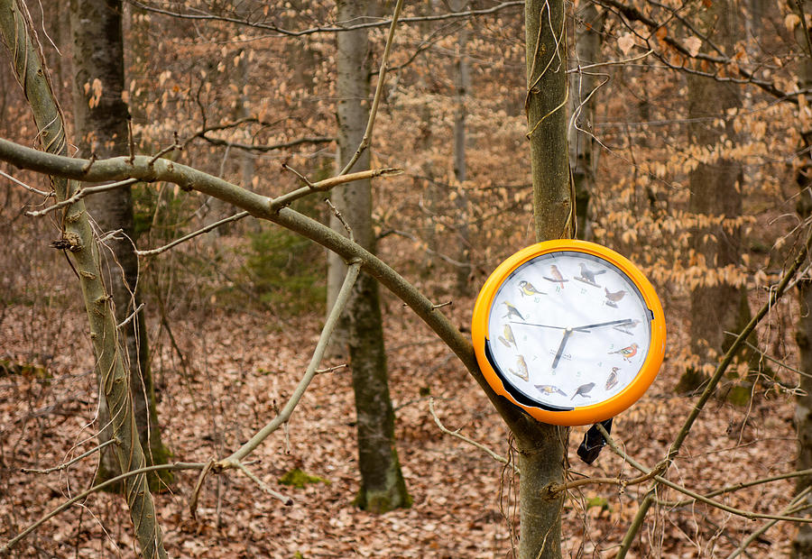 Strange find in the forest - orange clock hanging on tree Photograph by Matthias Hauser
