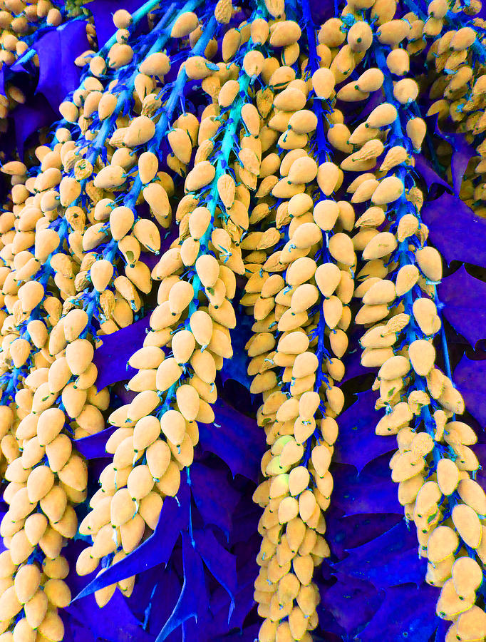 Strange Flora Blue Photograph by Laurie Tsemak