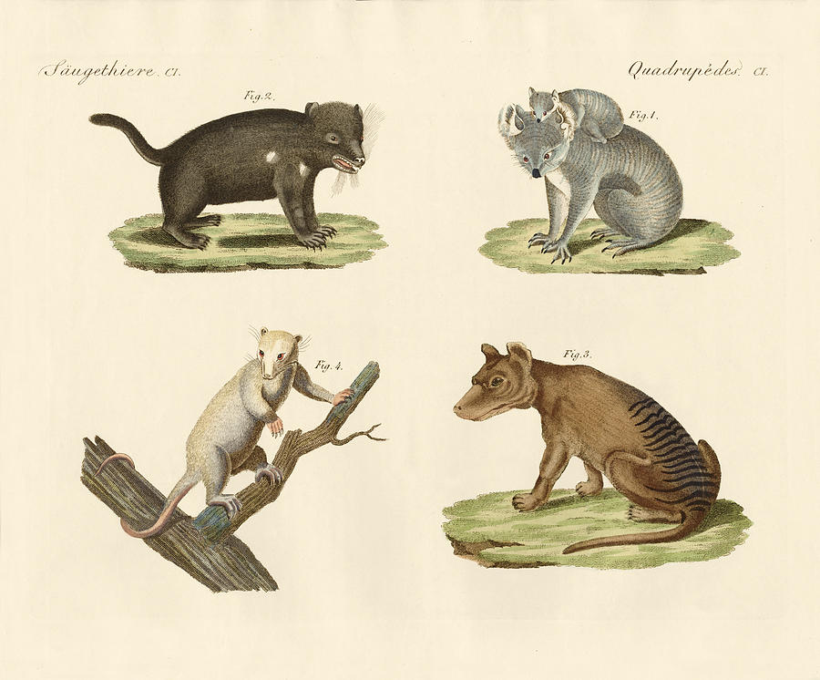 Mammal Drawing - Strange marsupials by Splendid Art Prints