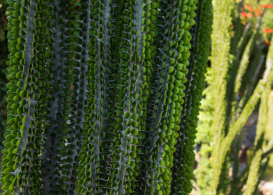 Strange Plantlife - Cactus Garden Barcelona Photograph by Georgia Mizuleva